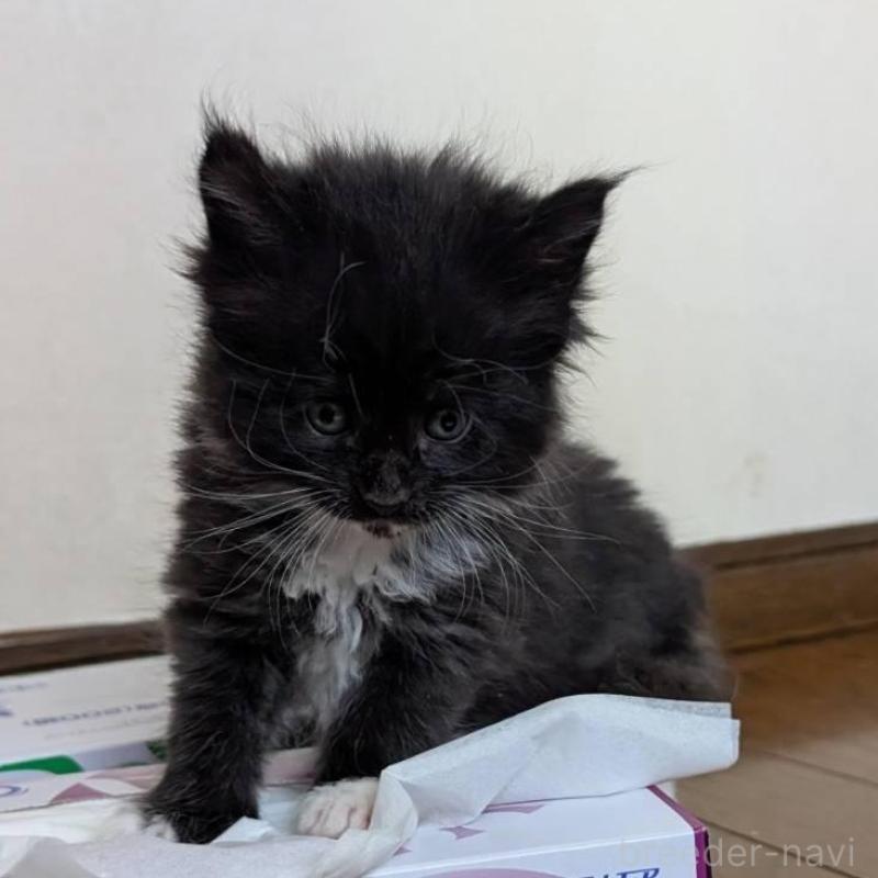 販売中の岡山県のメインクーン-138763の6枚目