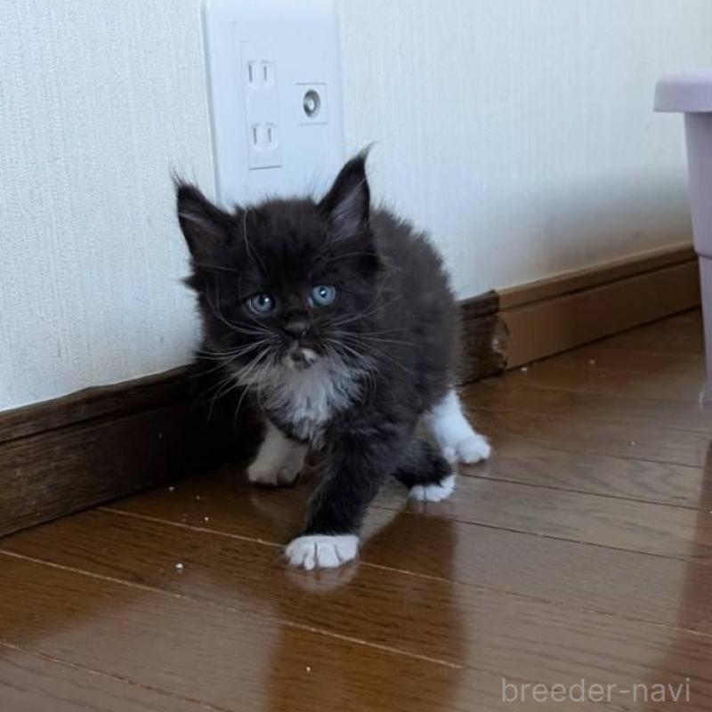 販売中の岡山県のメインクーン-138763の5枚目