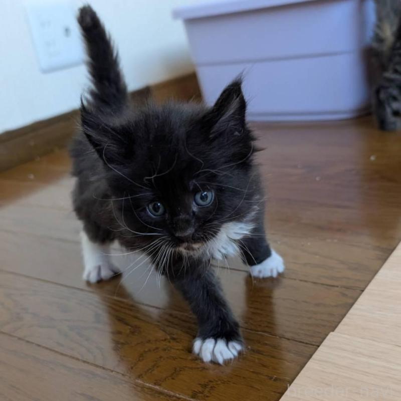 販売中の岡山県のメインクーン-138763の4枚目