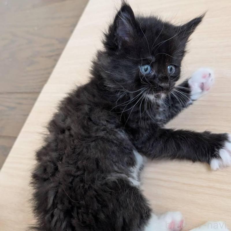 販売中の岡山県のメインクーン-138763の3枚目