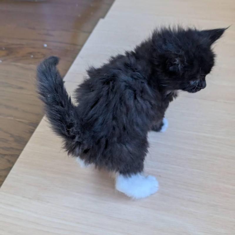 販売中の岡山県のメインクーン-138763の2枚目