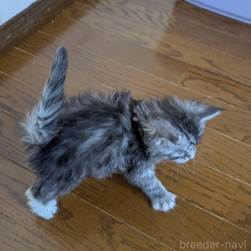 販売中の岡山県のメインクーン-138764の4枚目