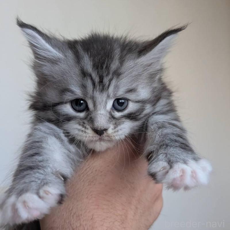 販売中の岡山県のメインクーン-138764の3枚目