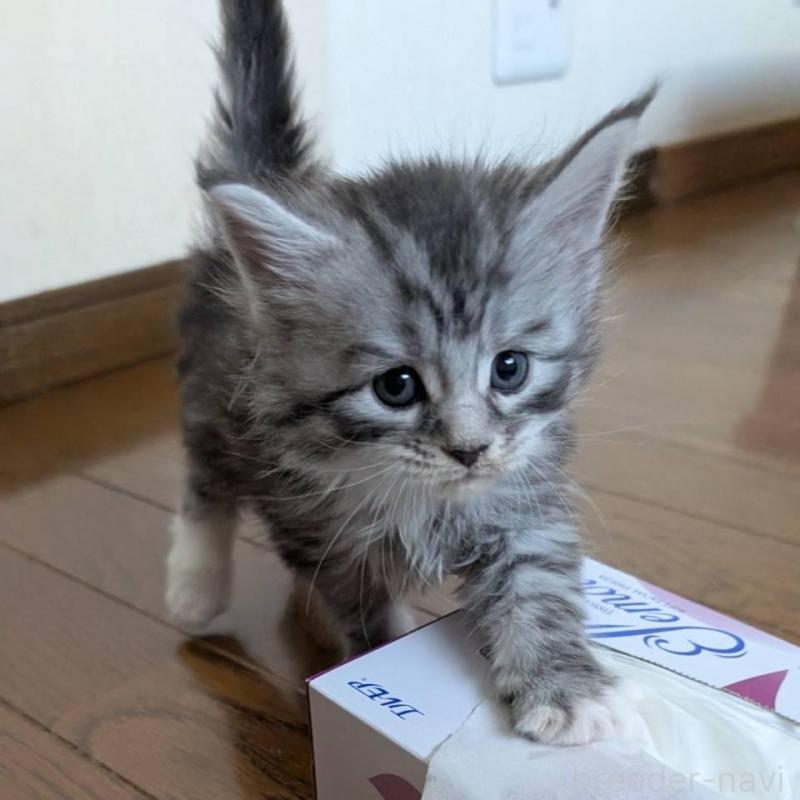 販売中の岡山県のメインクーン-138764の2枚目