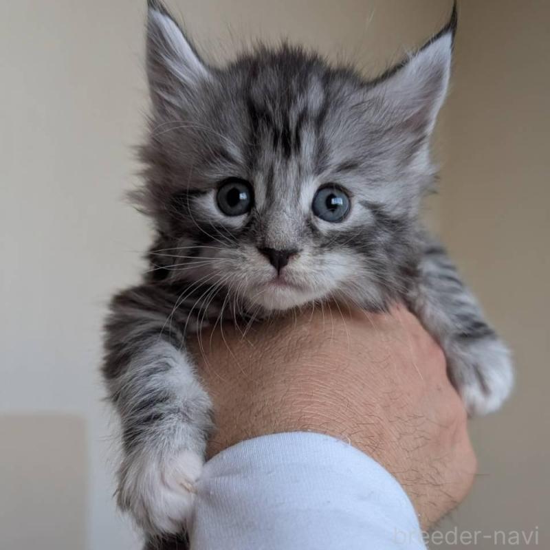 販売中の岡山県のメインクーン-138764