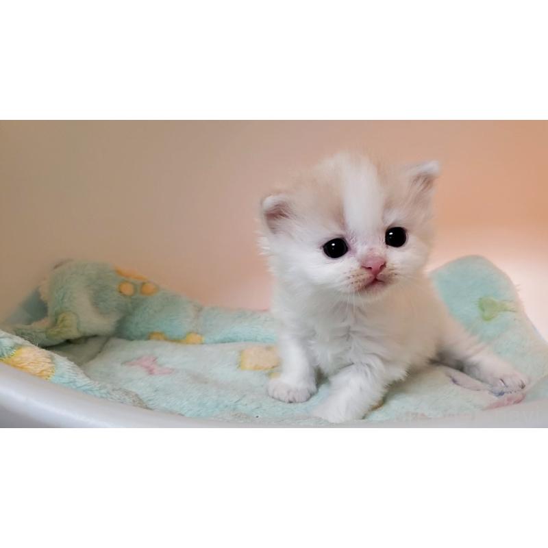 販売中の大阪府のミヌエット-138765の7枚目