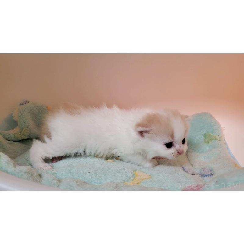 販売中の大阪府のミヌエット-138765の6枚目