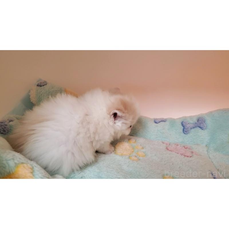 販売中の大阪府のミヌエット-138765の5枚目