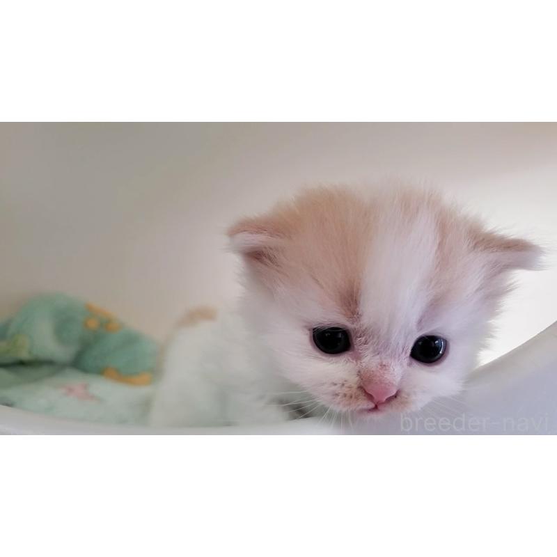 販売中の大阪府のミヌエット-138765の4枚目