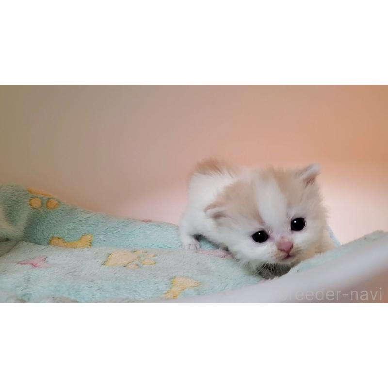 販売中の大阪府のミヌエット-138765の2枚目