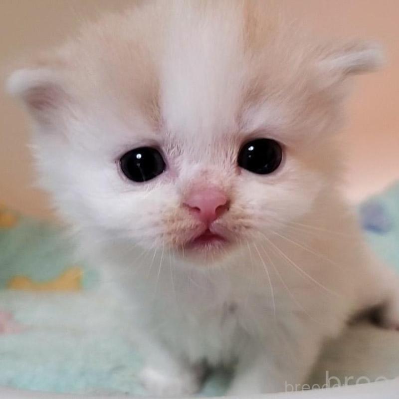 販売中の大阪府のミヌエット-138765