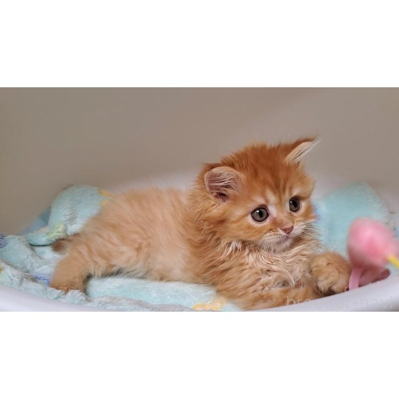 販売中の大阪府のマンチカン-138766の11枚目