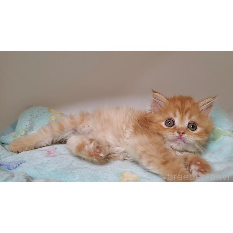 販売中の大阪府のマンチカン-138766の10枚目