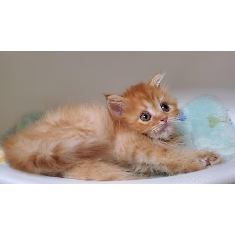 販売中の大阪府のマンチカン-138766の9枚目