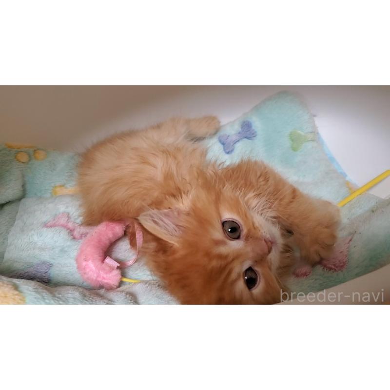 販売中の大阪府のマンチカン-138766の8枚目