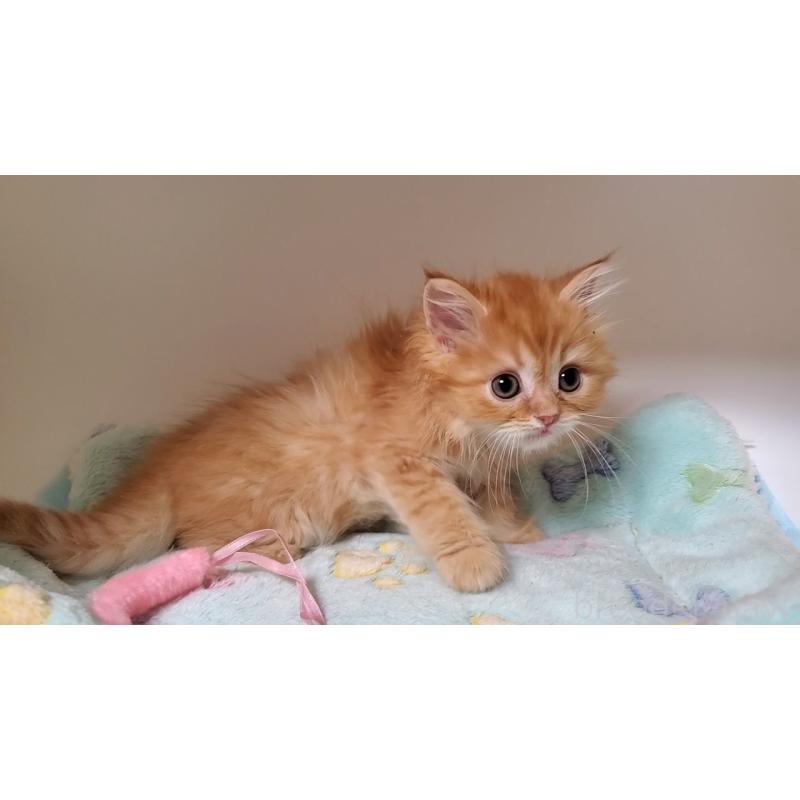 販売中の大阪府のマンチカン-138766の7枚目