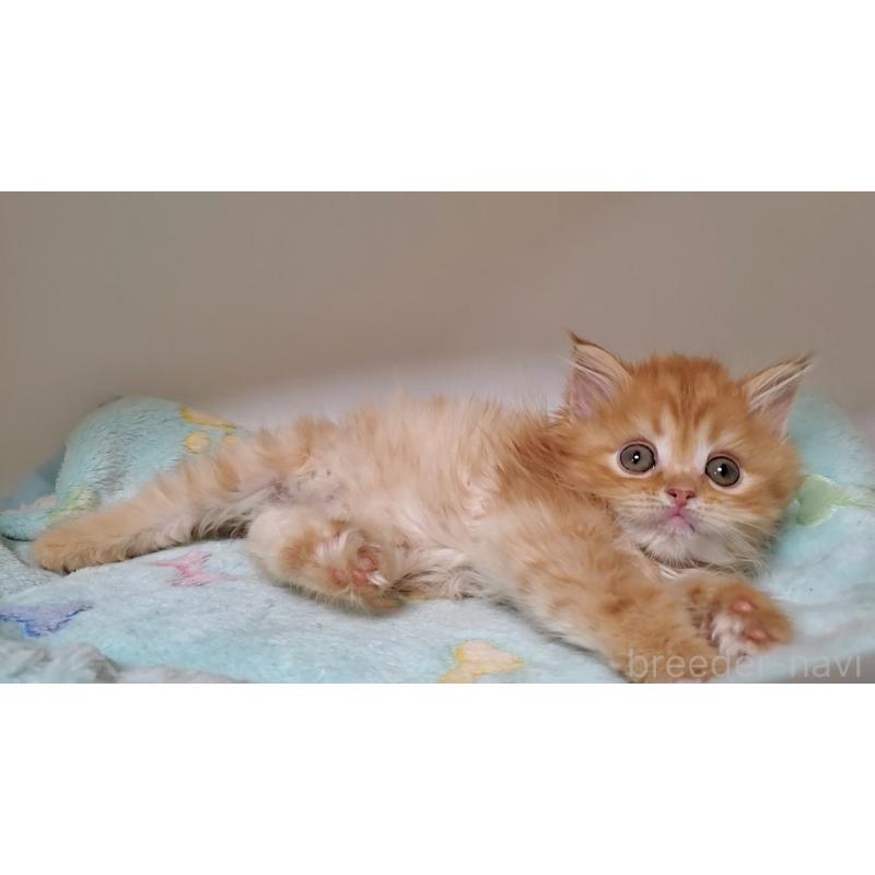 販売中の大阪府のマンチカン-138766の3枚目