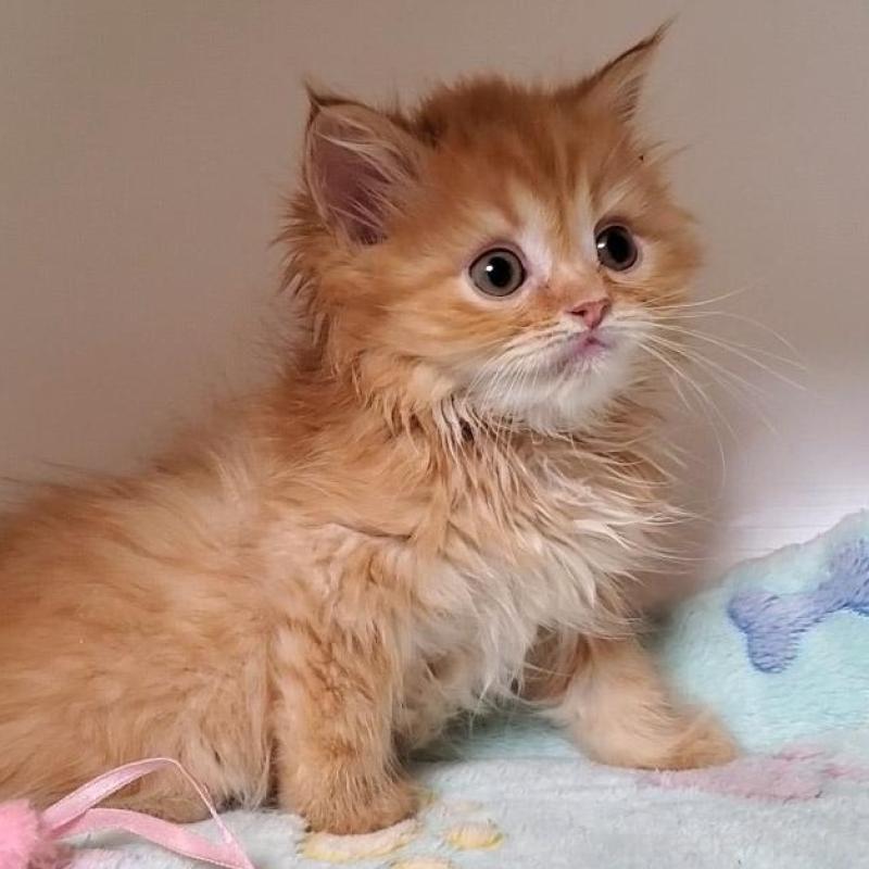 販売中の大阪府のマンチカン-138766