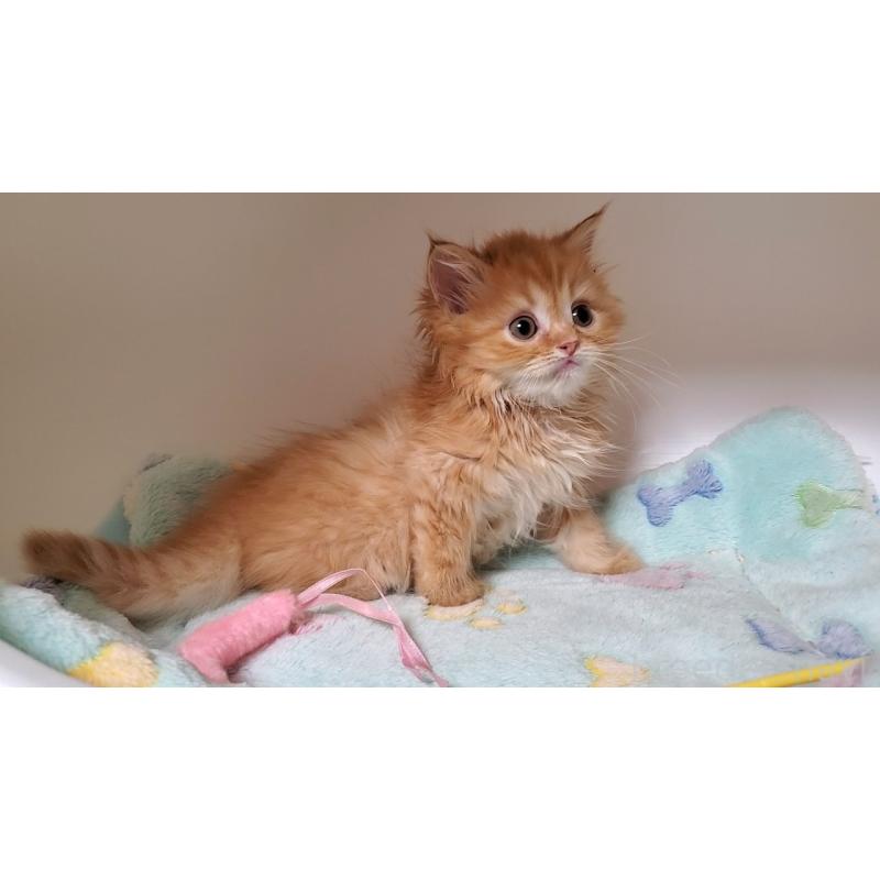 販売中の大阪府のマンチカン-138766の2枚目