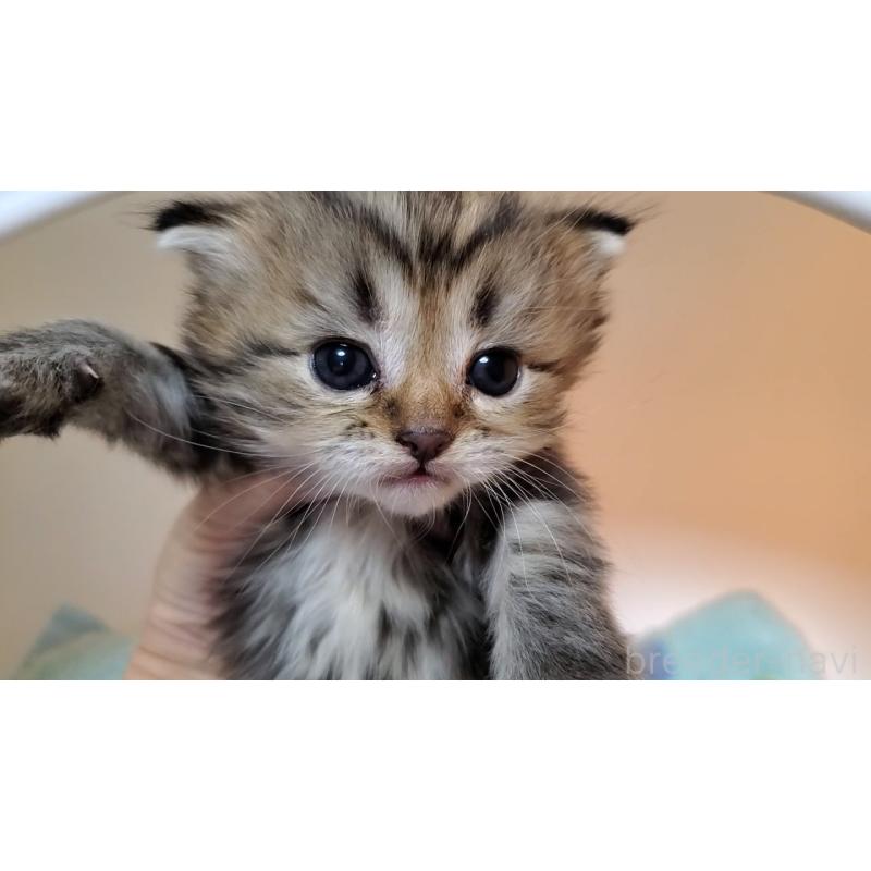 販売中の大阪府のマンチカン-138767の9枚目