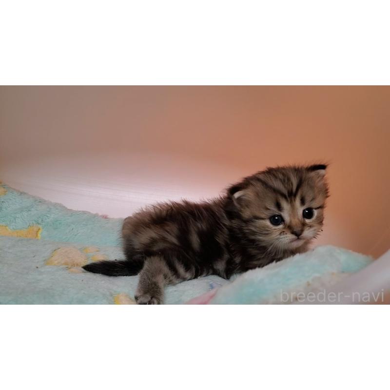 販売中の大阪府のマンチカン-138767の8枚目