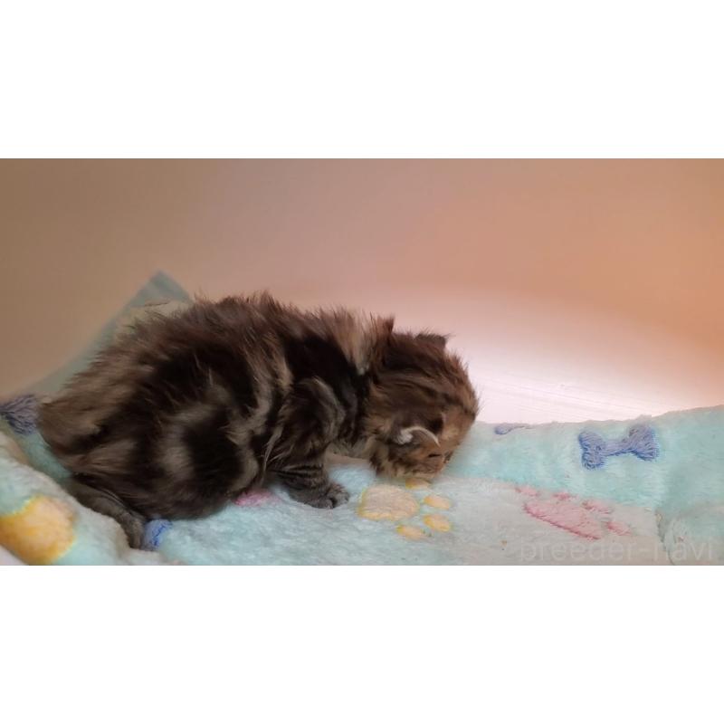 販売中の大阪府のマンチカン-138767の7枚目