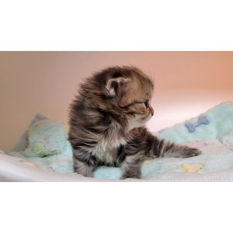 販売中の大阪府のマンチカン-138767の5枚目