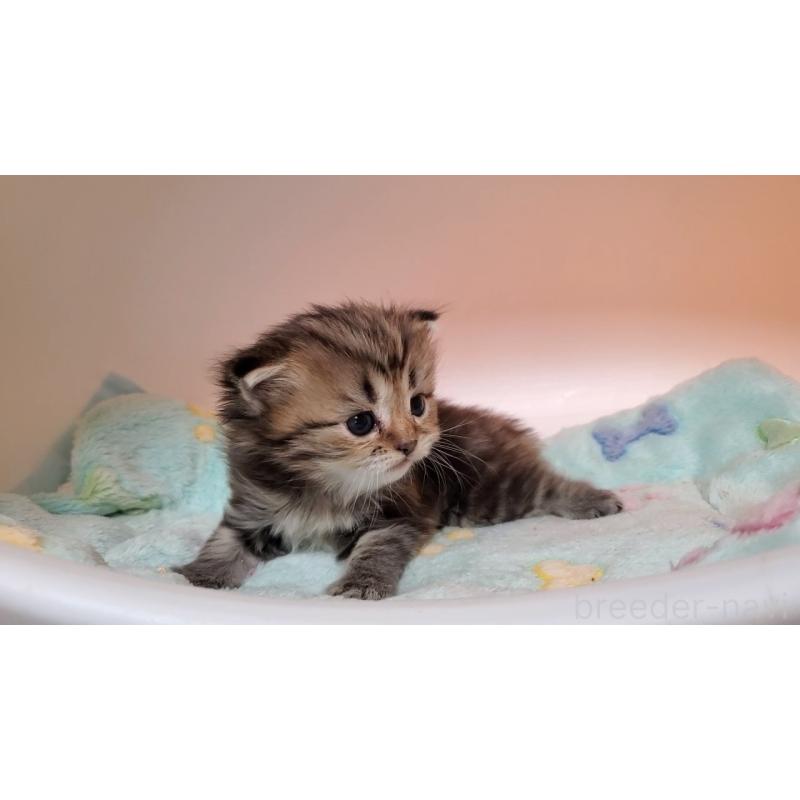 販売中の大阪府のマンチカン-138767の6枚目