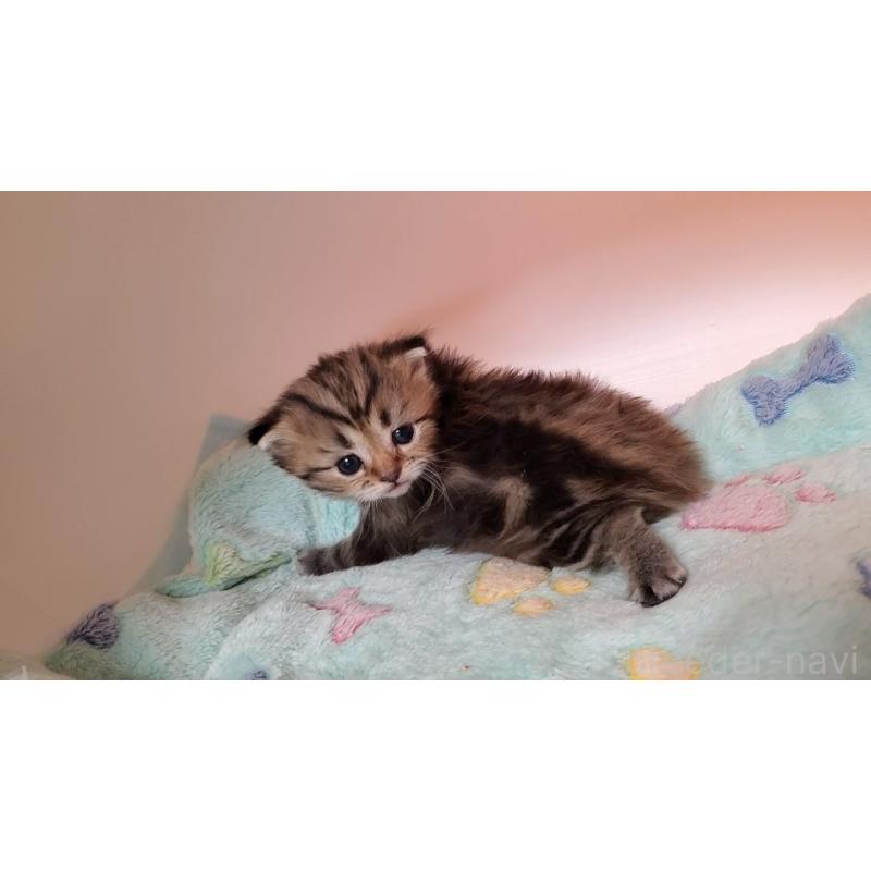 販売中の大阪府のマンチカン-138767の3枚目