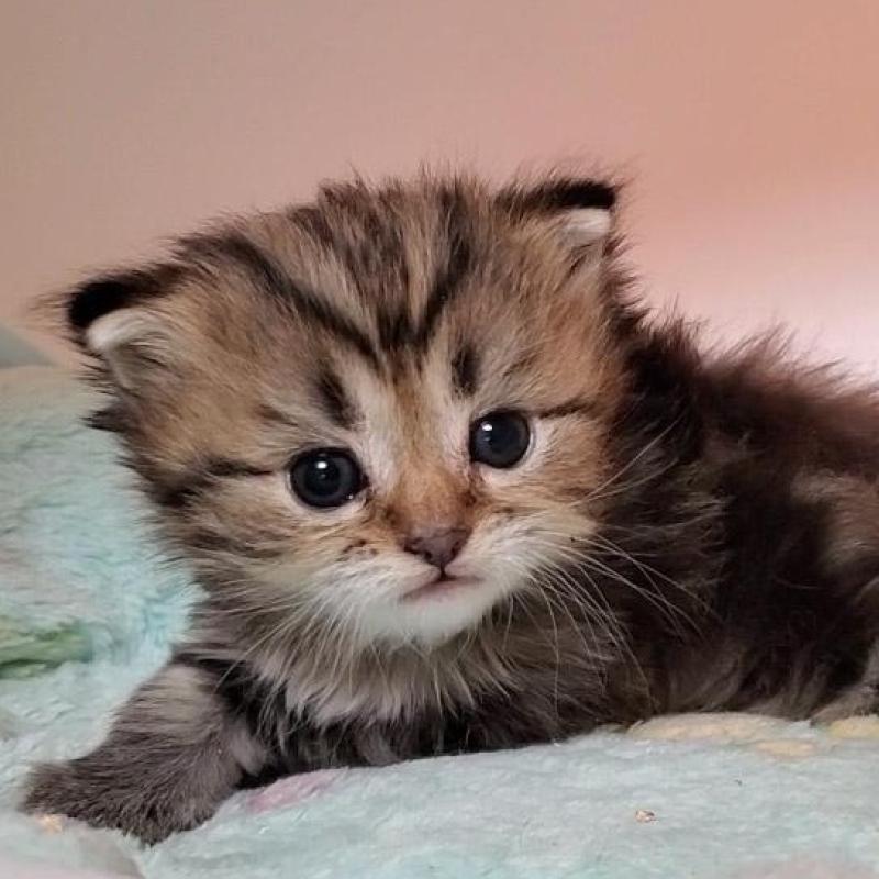 販売中の大阪府のマンチカン-138767の1枚目