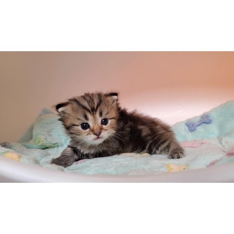 販売中の大阪府のマンチカン-138767の2枚目