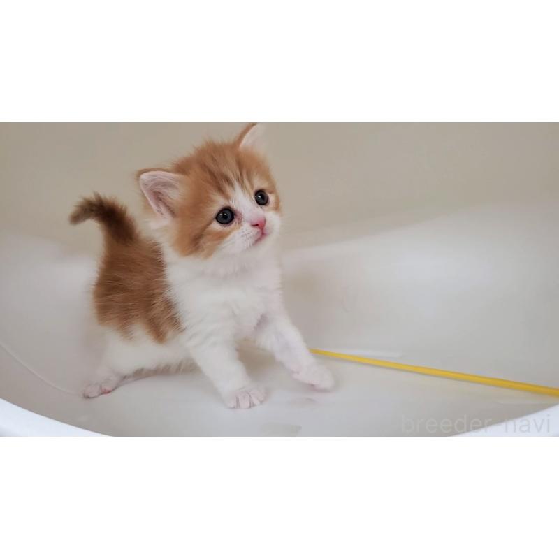 販売中の大阪府のマンチカン-138768の12枚目