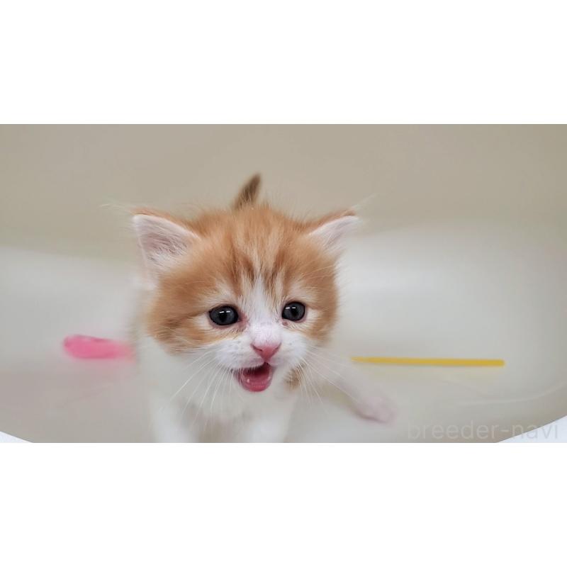 販売中の大阪府のマンチカン-138768の11枚目