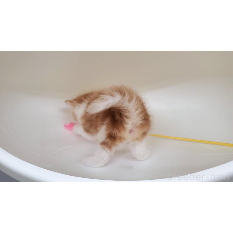 販売中の大阪府のマンチカン-138768の9枚目