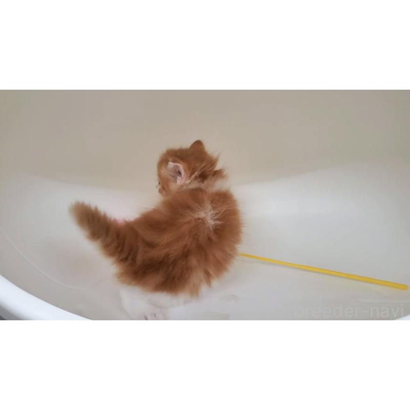 販売中の大阪府のマンチカン-138768の10枚目