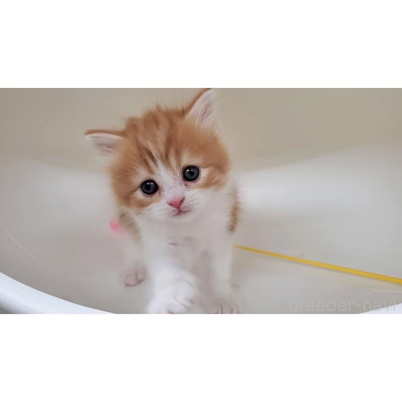 販売中の大阪府のマンチカン-138768の8枚目