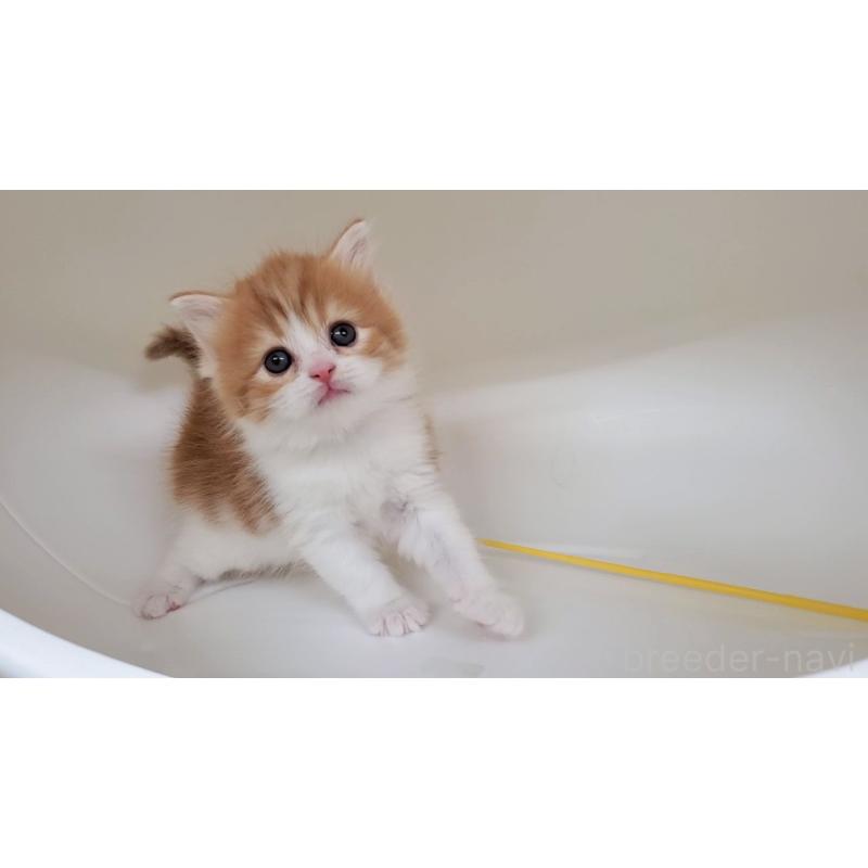 販売中の大阪府のマンチカン-138768の7枚目