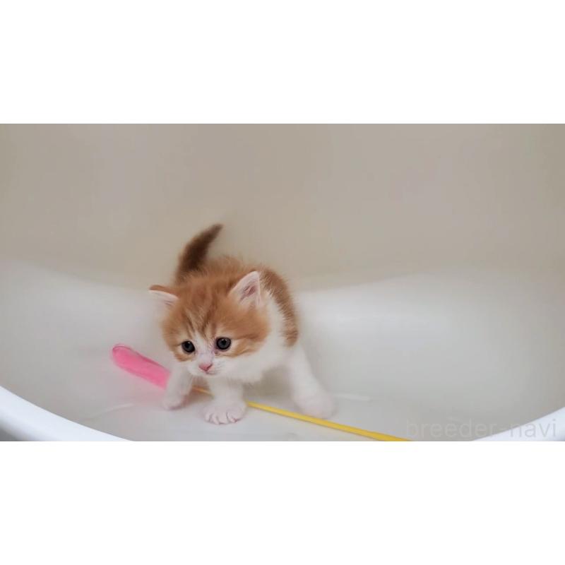 販売中の大阪府のマンチカン-138768の6枚目