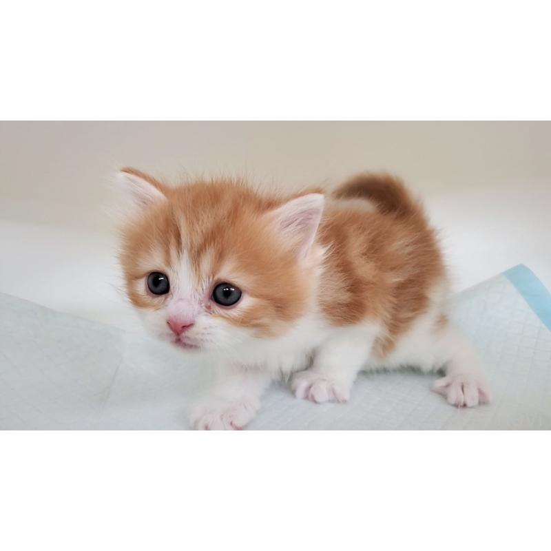 販売中の大阪府のマンチカン-138768の3枚目