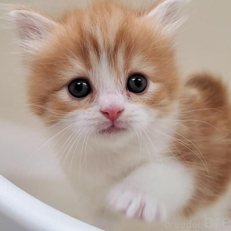 販売中の大阪府のマンチカン-138768