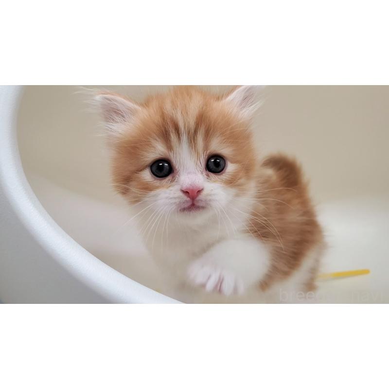 販売中の大阪府のマンチカン-138768の2枚目