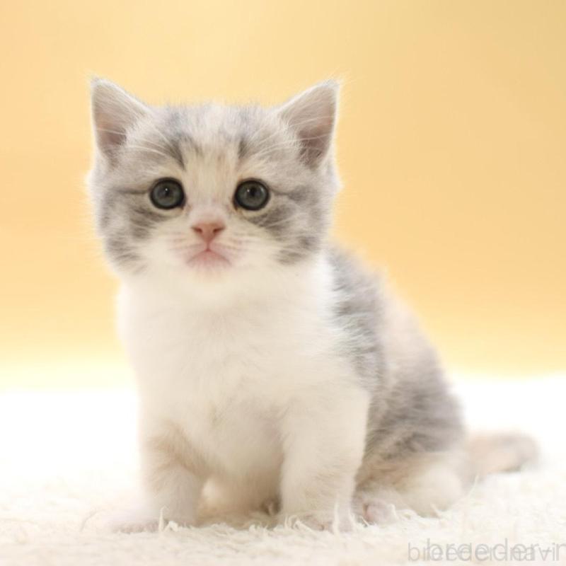 販売中の栃木県のスコティッシュフォールド-138769の5枚目