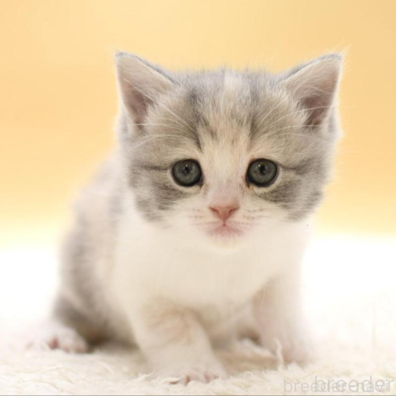 販売中の栃木県のスコティッシュフォールド-138769の1枚目