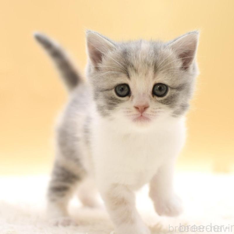 販売中の栃木県のスコティッシュフォールド-138769の3枚目