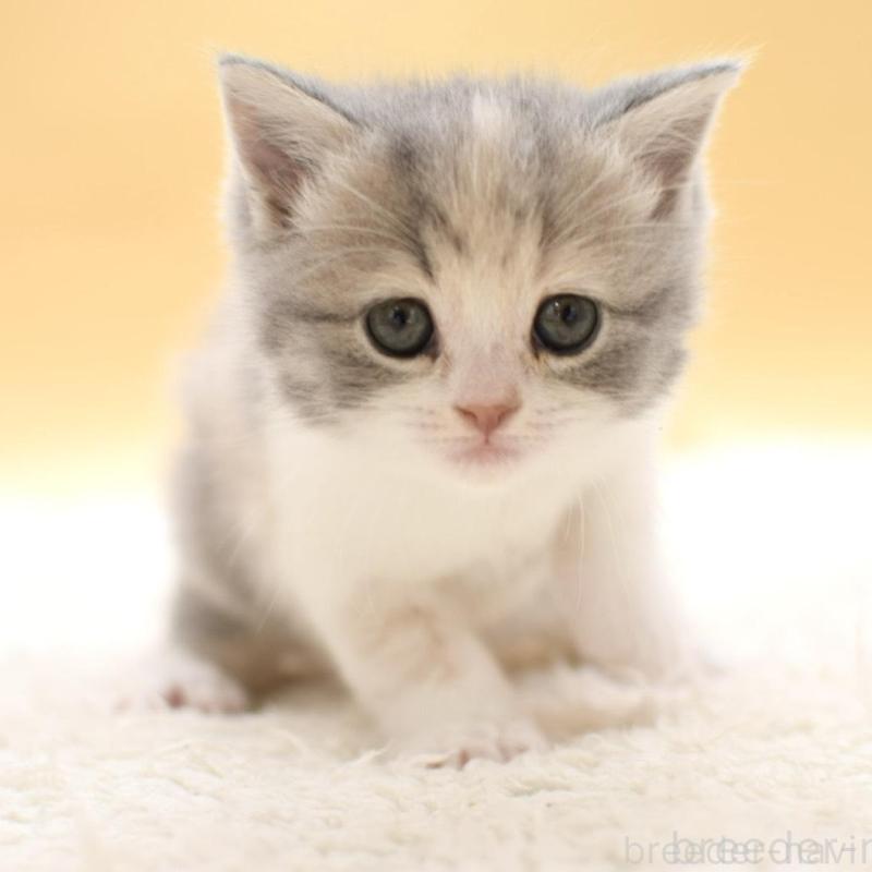 販売中の栃木県のスコティッシュフォールド-138769の2枚目