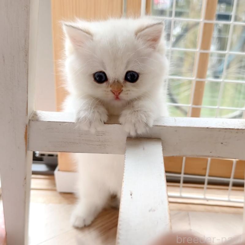 販売中の兵庫県のブリティッシュショートヘア-138521