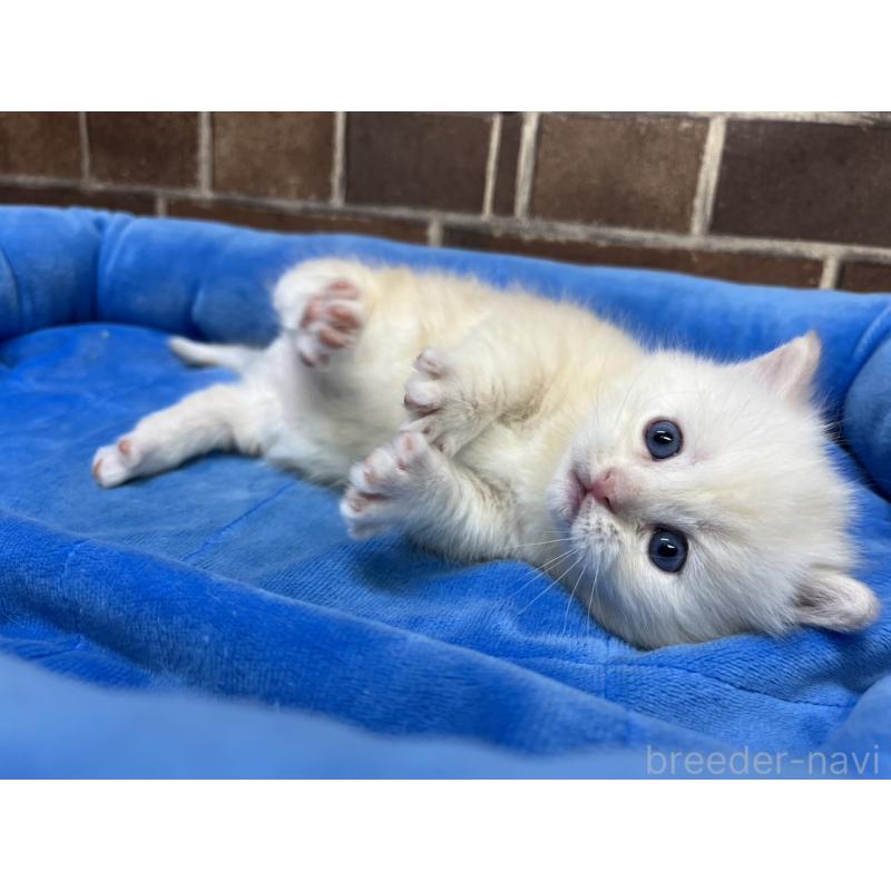 販売中の東京都のミヌエット(短足)-138770の14枚目