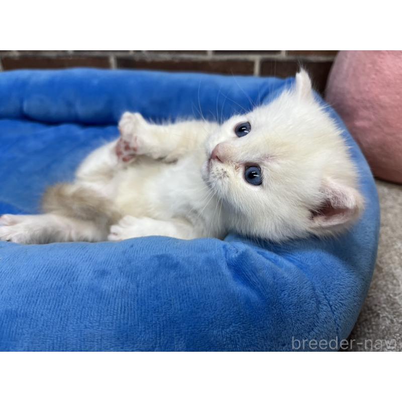 販売中の東京都のミヌエット(短足)-138770の13枚目