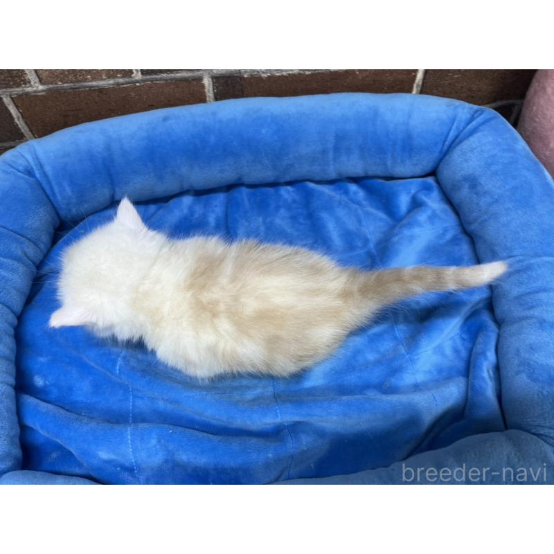 販売中の東京都のミヌエット(短足)-138770の12枚目