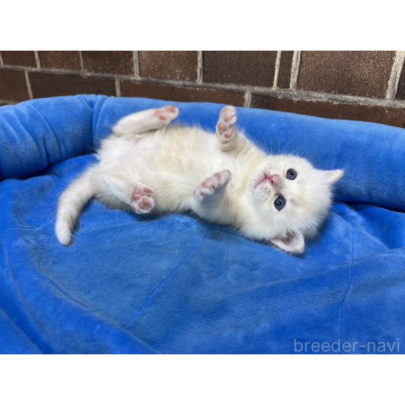 販売中の東京都のミヌエット(短足)-138770の11枚目